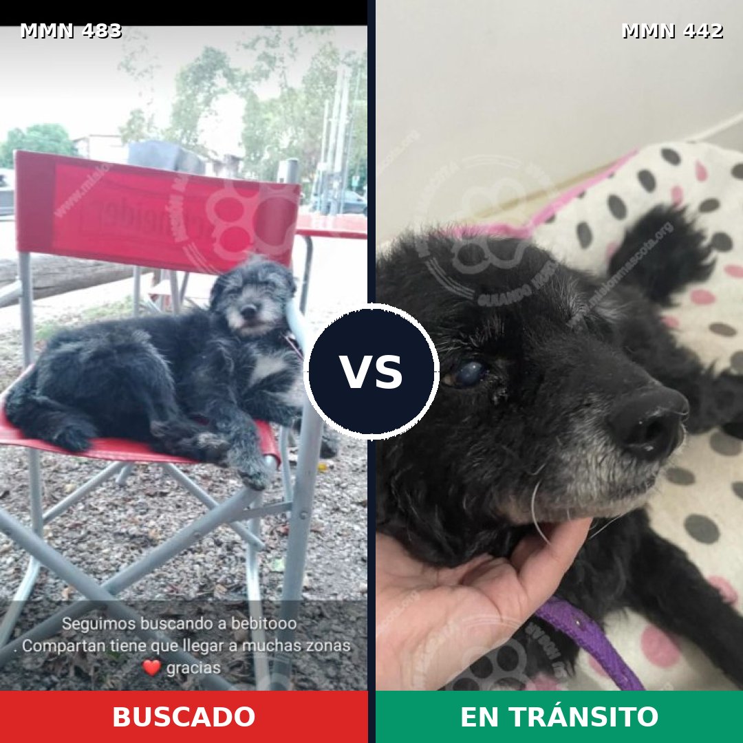 Comparativa MMS 8476: mascota perdida y mascota encontrada, 90% de similitud