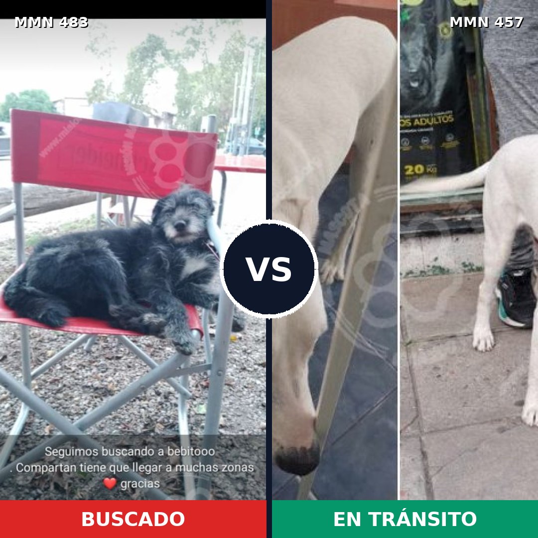 Comparativa MMS 8478: mascota perdida y mascota encontrada, 73% de similitud