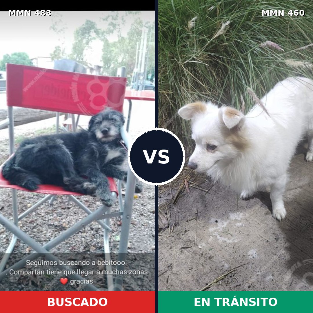 Comparativa MMS 8479: mascota perdida y mascota encontrada, 69% de similitud