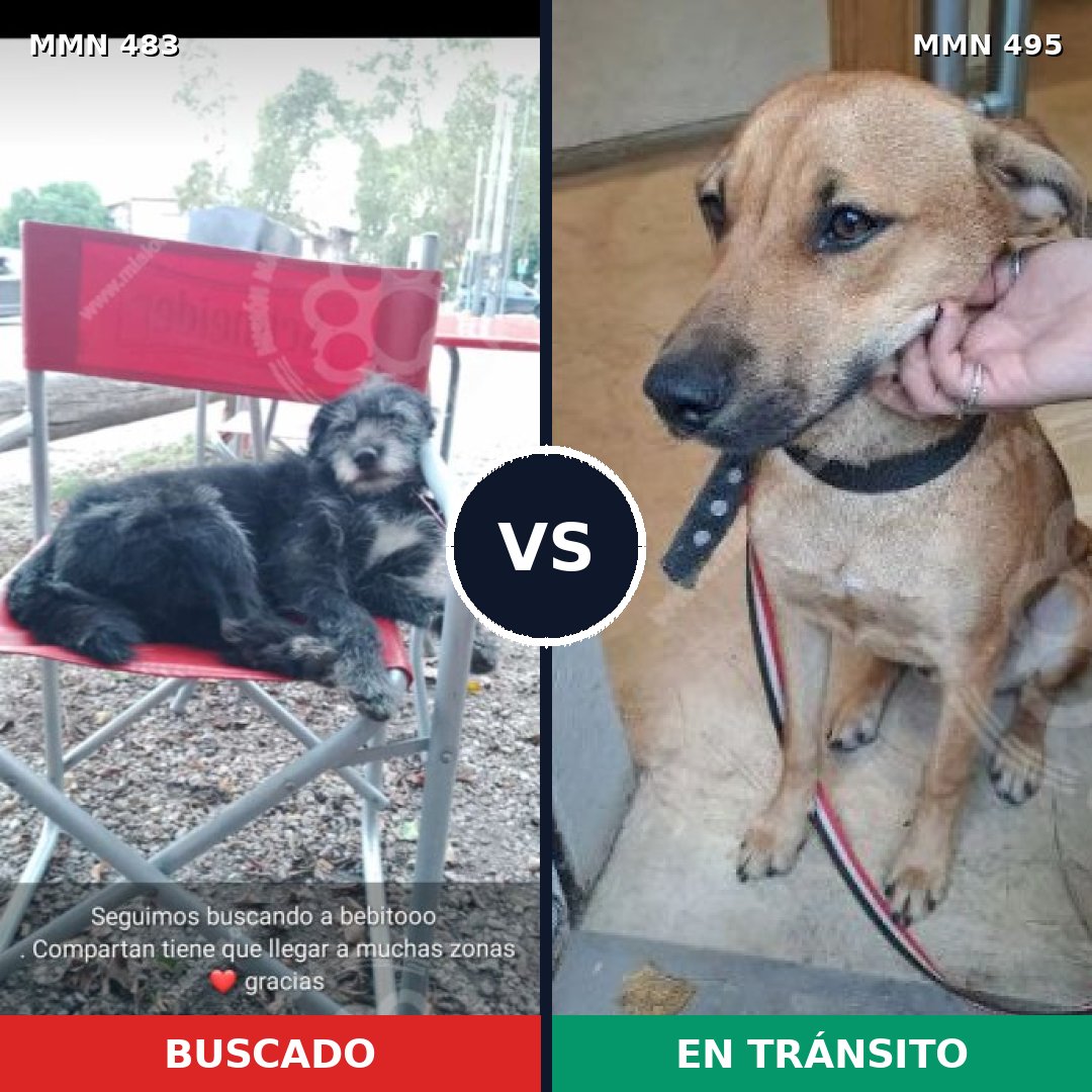 Comparativa MMS 8481: mascota perdida y mascota encontrada, 72% de similitud