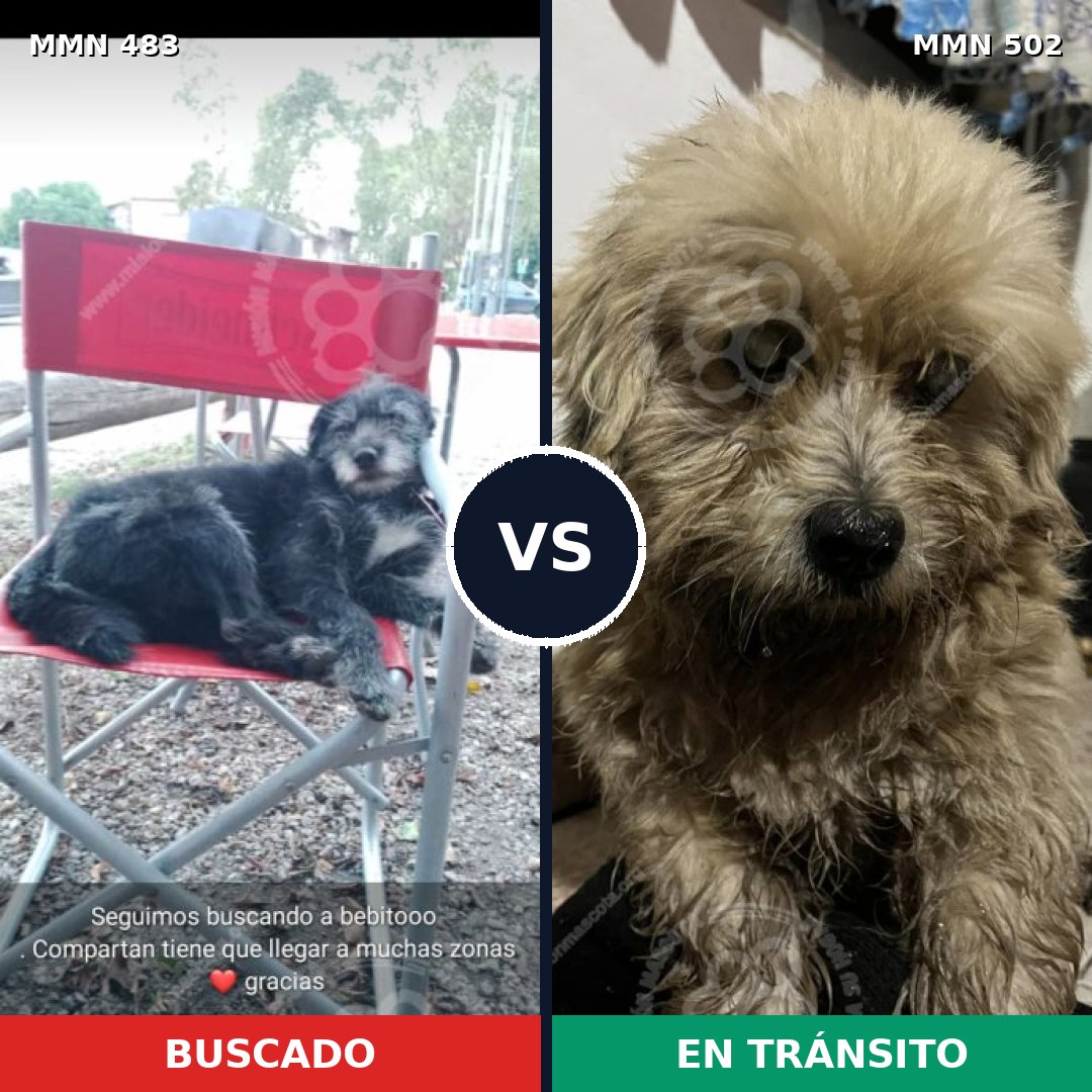 Comparativa MMS 8482: mascota perdida y mascota encontrada, 65% de similitud