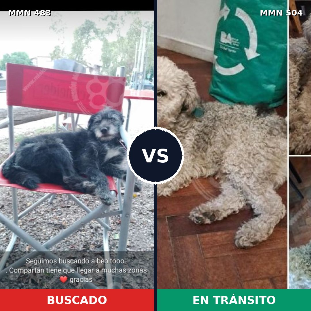 Comparativa MMS 8483: mascota perdida y mascota encontrada, 47% de similitud