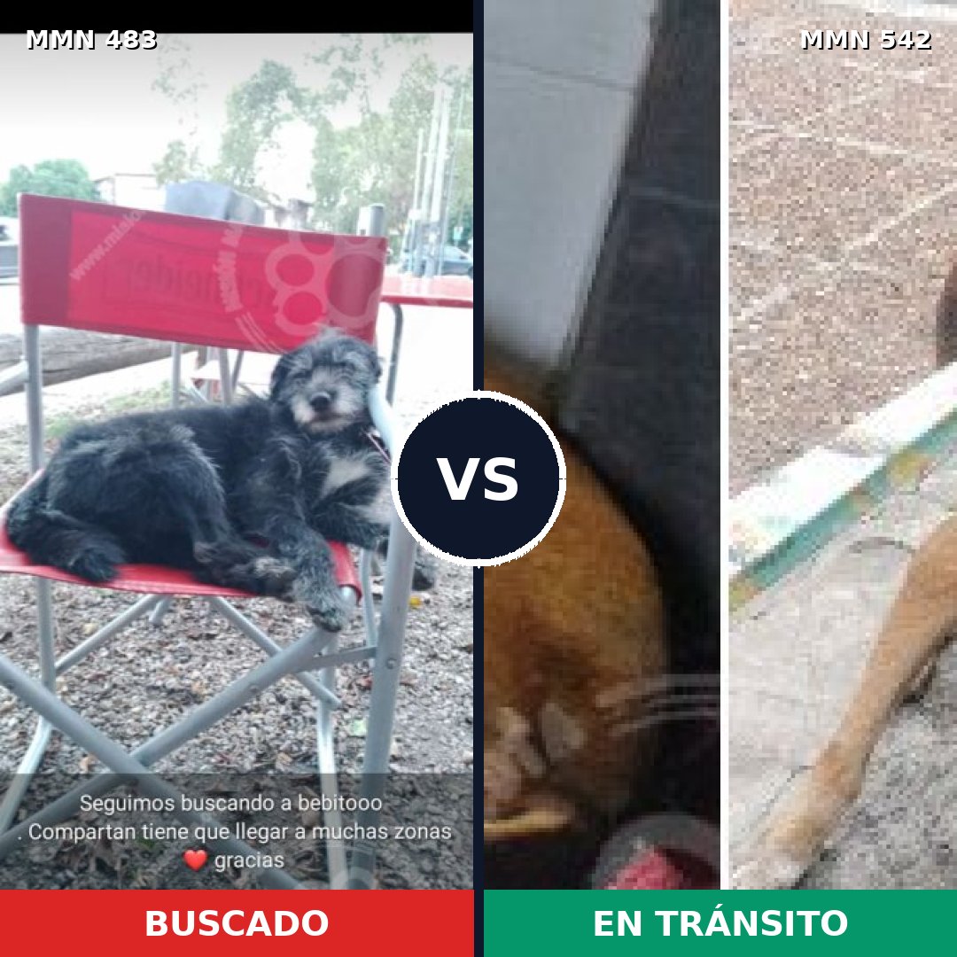 Comparativa MMS 8486: mascota perdida y mascota encontrada, 69% de similitud