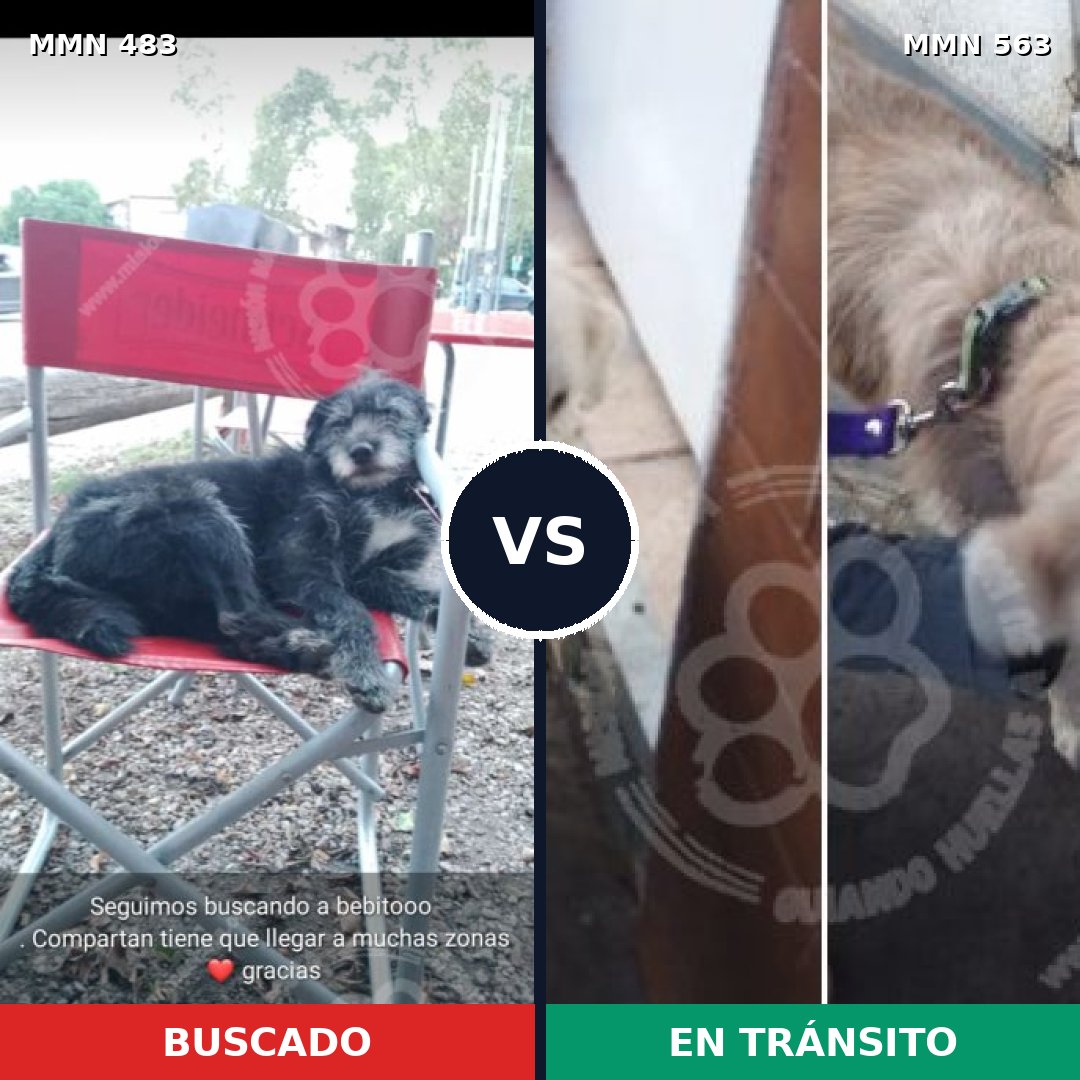 Comparativa MMS 8488: mascota perdida y mascota encontrada, 43% de similitud