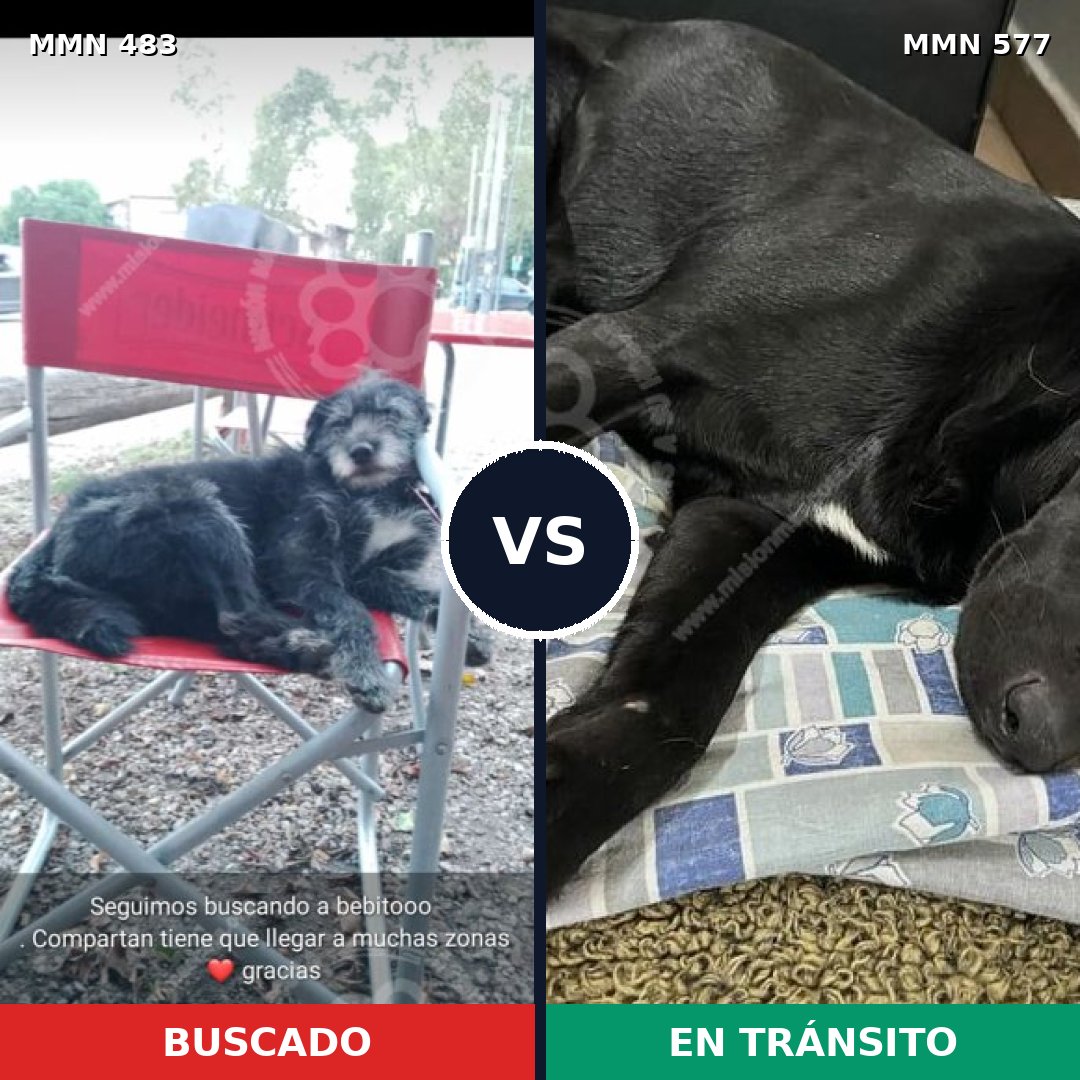 Comparativa MMS 8490: mascota perdida y mascota encontrada, 90% de similitud