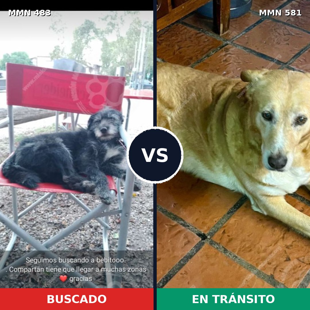 Comparativa MMS 8491: mascota perdida y mascota encontrada, 72% de similitud