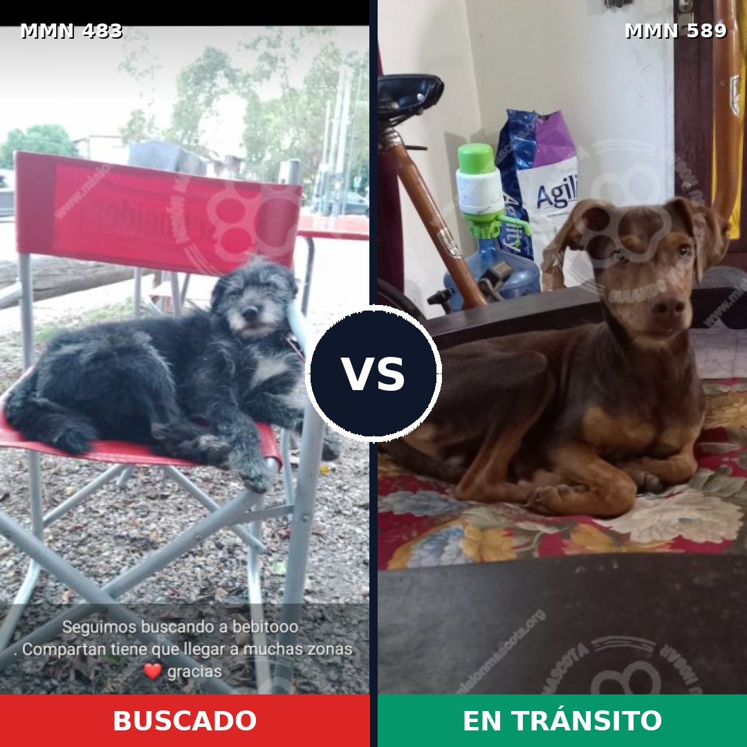 Comparativa MMS 8492: mascota perdida y mascota encontrada, 53% de similitud