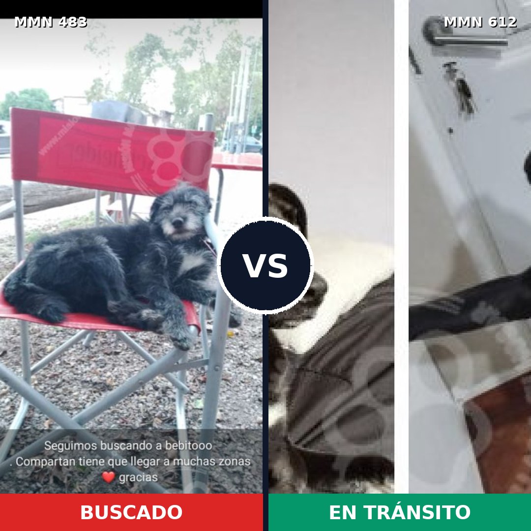 Comparativa MMS 8494: mascota perdida y mascota encontrada, 90% de similitud