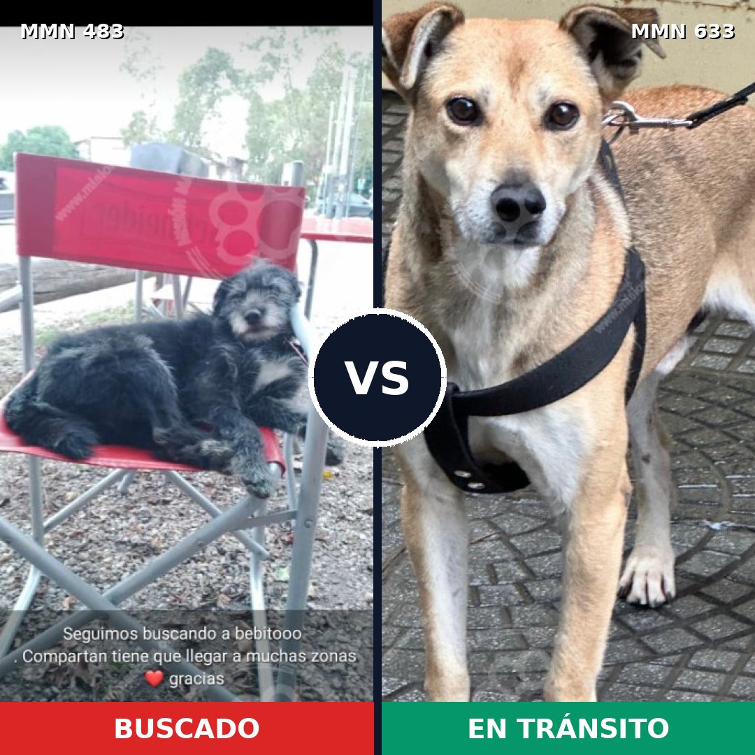 Comparativa MMS 8495: mascota perdida y mascota encontrada, 84% de similitud