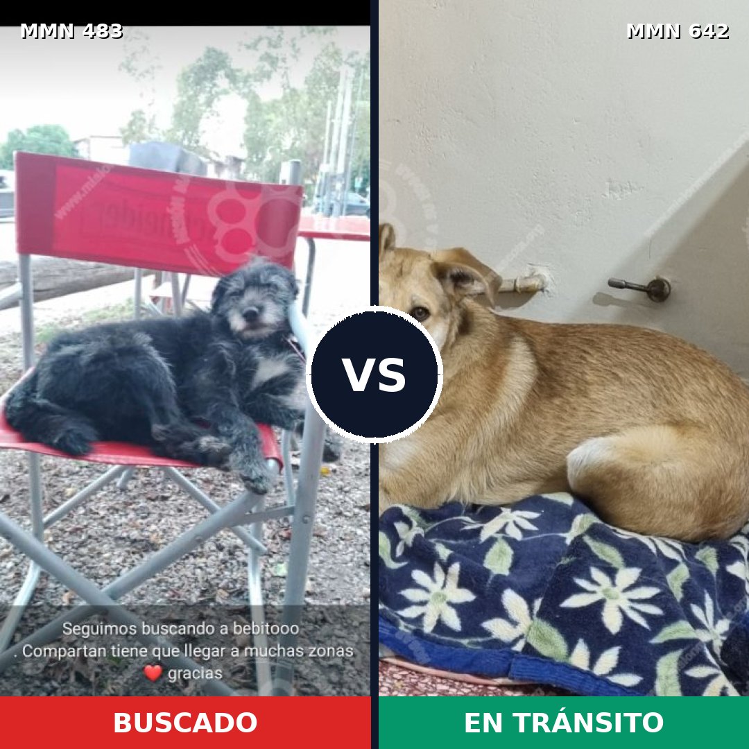 Comparativa MMS 8496: mascota perdida y mascota encontrada, 61% de similitud
