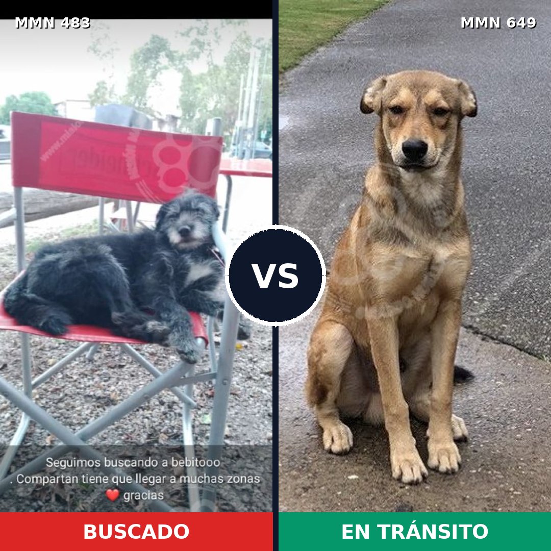 Comparativa MMS 8497: mascota perdida y mascota encontrada, 33% de similitud