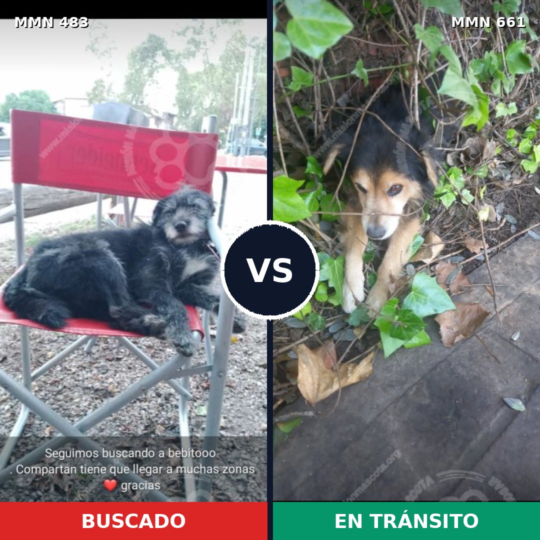 Comparativa MMS 8498: mascota perdida y mascota encontrada, 36% de similitud