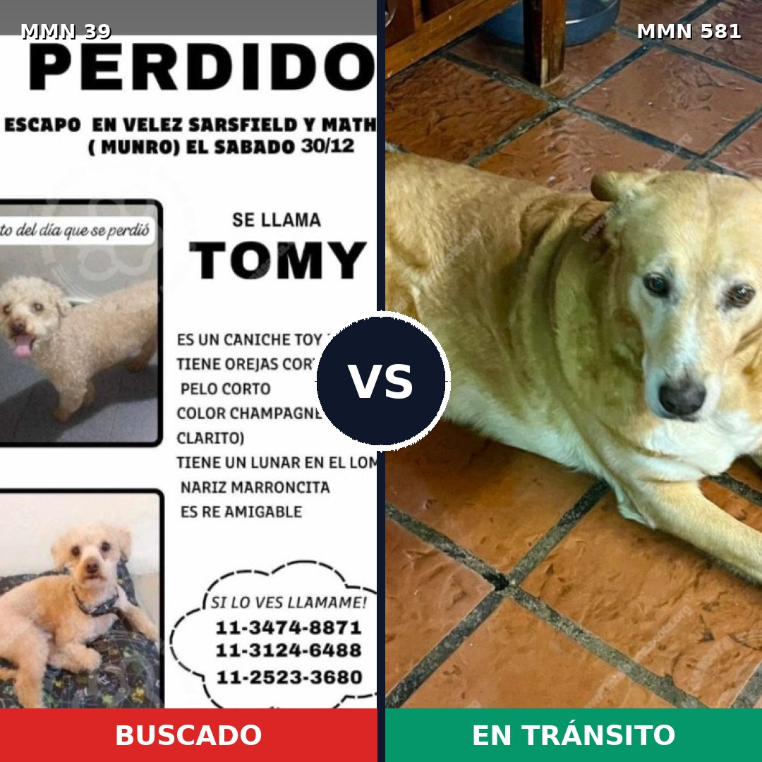 Comparativa MMS 85: mascota perdida y mascota encontrada, 29% de similitud