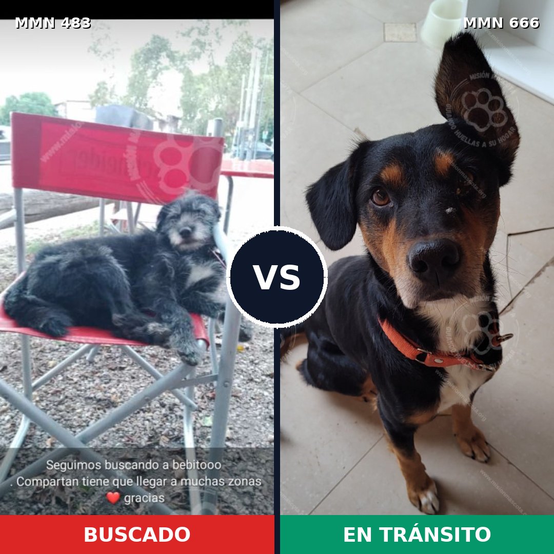 Comparativa MMS 8500: mascota perdida y mascota encontrada, 58% de similitud