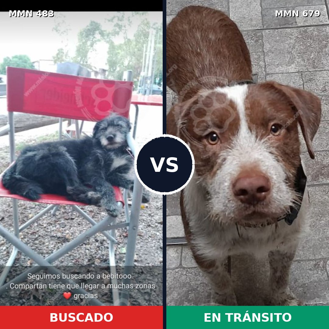 Comparativa MMS 8501: mascota perdida y mascota encontrada, 69% de similitud