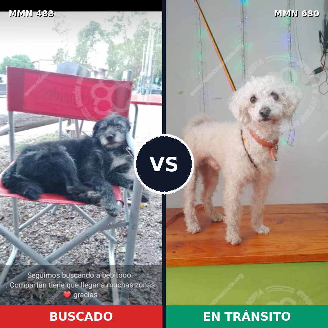 Comparativa MMS 8502: mascota perdida y mascota encontrada, 40% de similitud