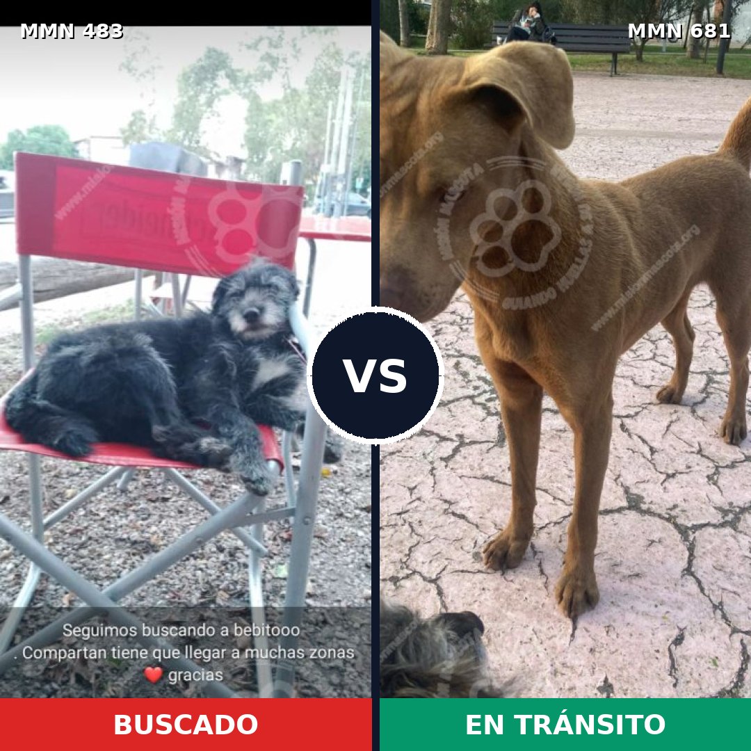 Comparativa MMS 8503: mascota perdida y mascota encontrada, 35% de similitud
