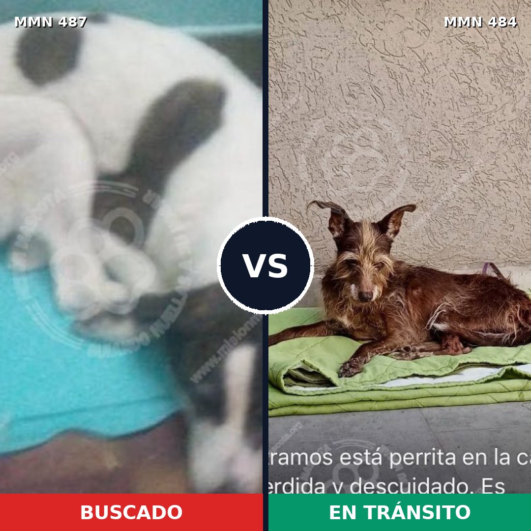 Comparativa MMS 8505: mascota perdida y mascota encontrada, 70% de similitud