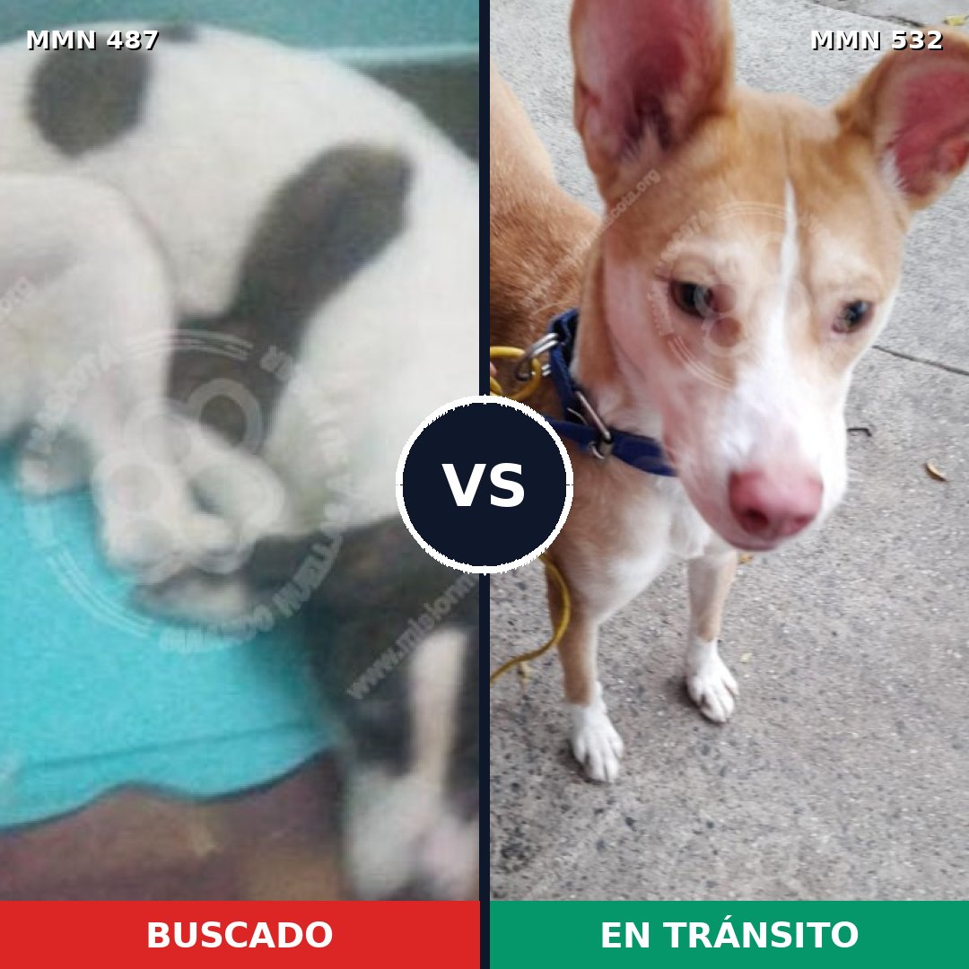 Comparativa MMS 8508: mascota perdida y mascota encontrada, 61% de similitud