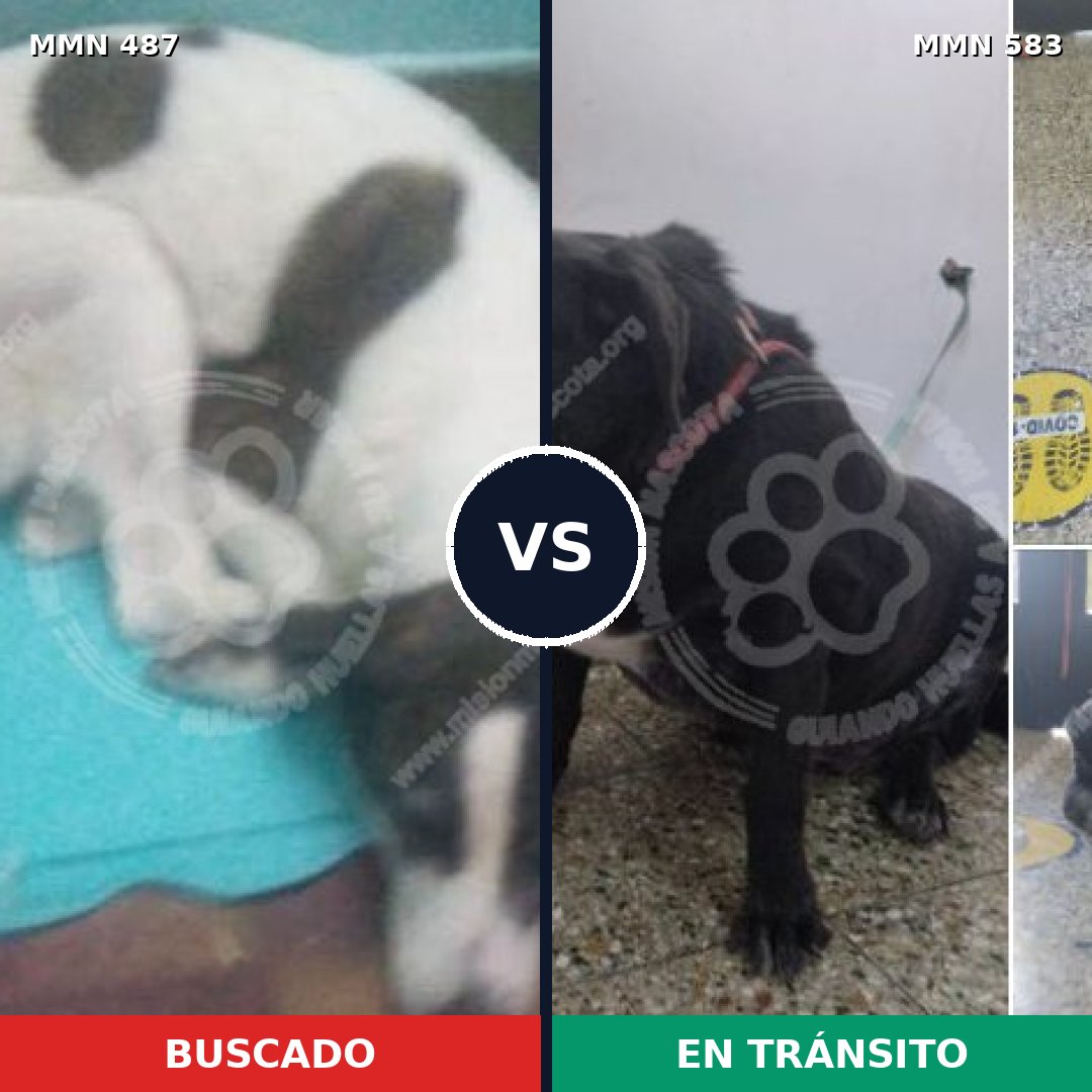 Comparativa MMS 8509: mascota perdida y mascota encontrada, 60% de similitud