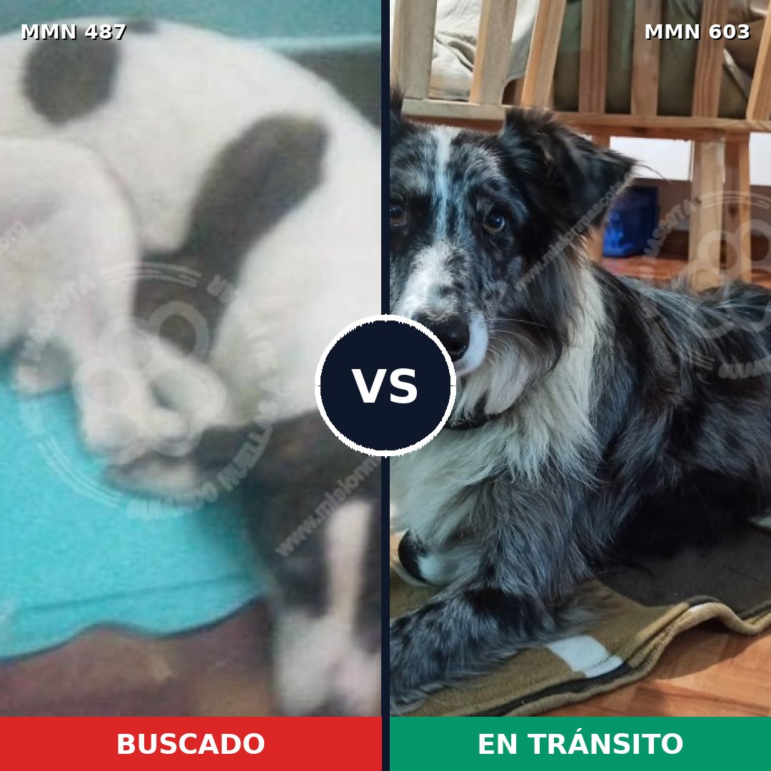 Comparativa MMS 8510: mascota perdida y mascota encontrada, 3% de similitud