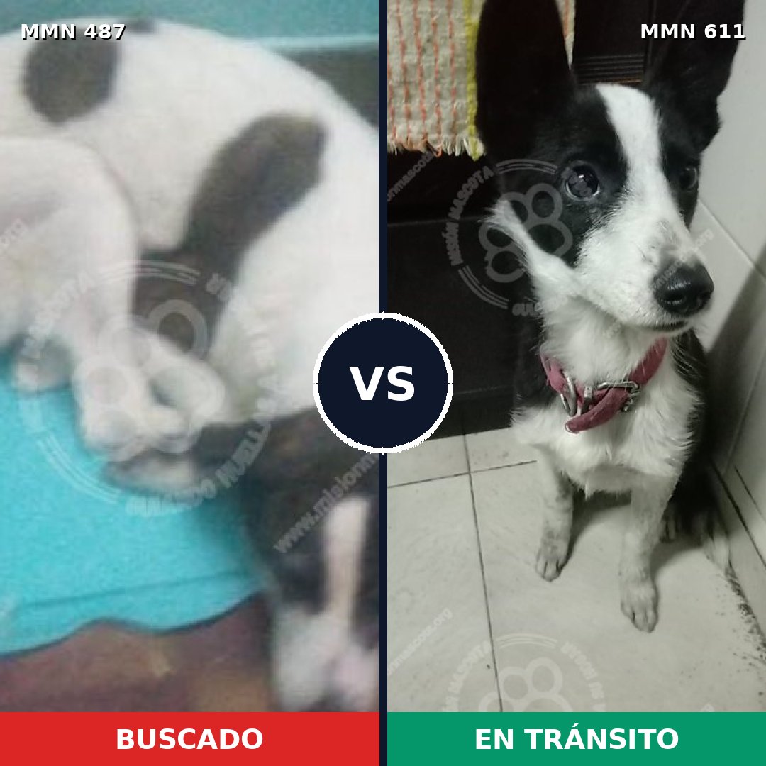 Comparativa MMS 8511: mascota perdida y mascota encontrada, 61% de similitud