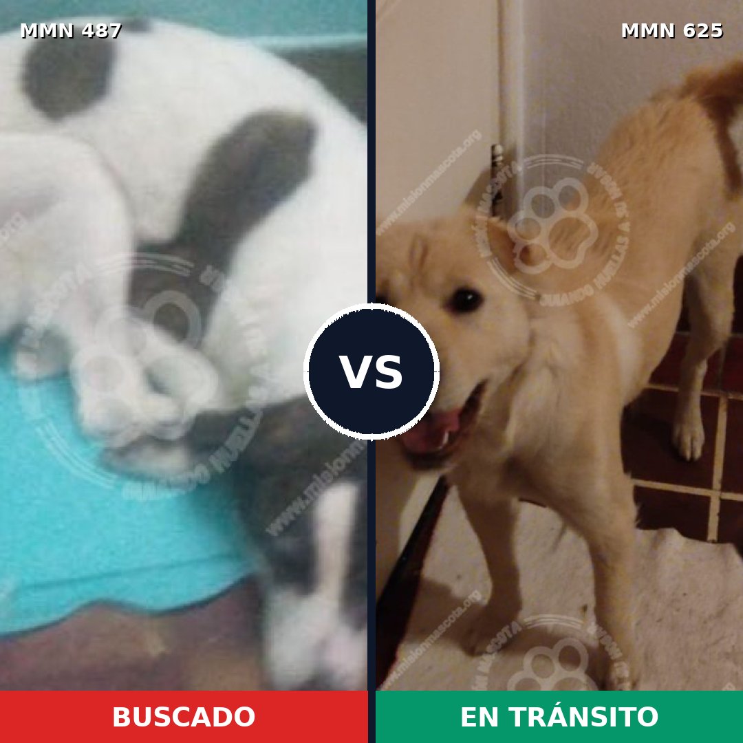 Comparativa MMS 8512: mascota perdida y mascota encontrada, 49% de similitud