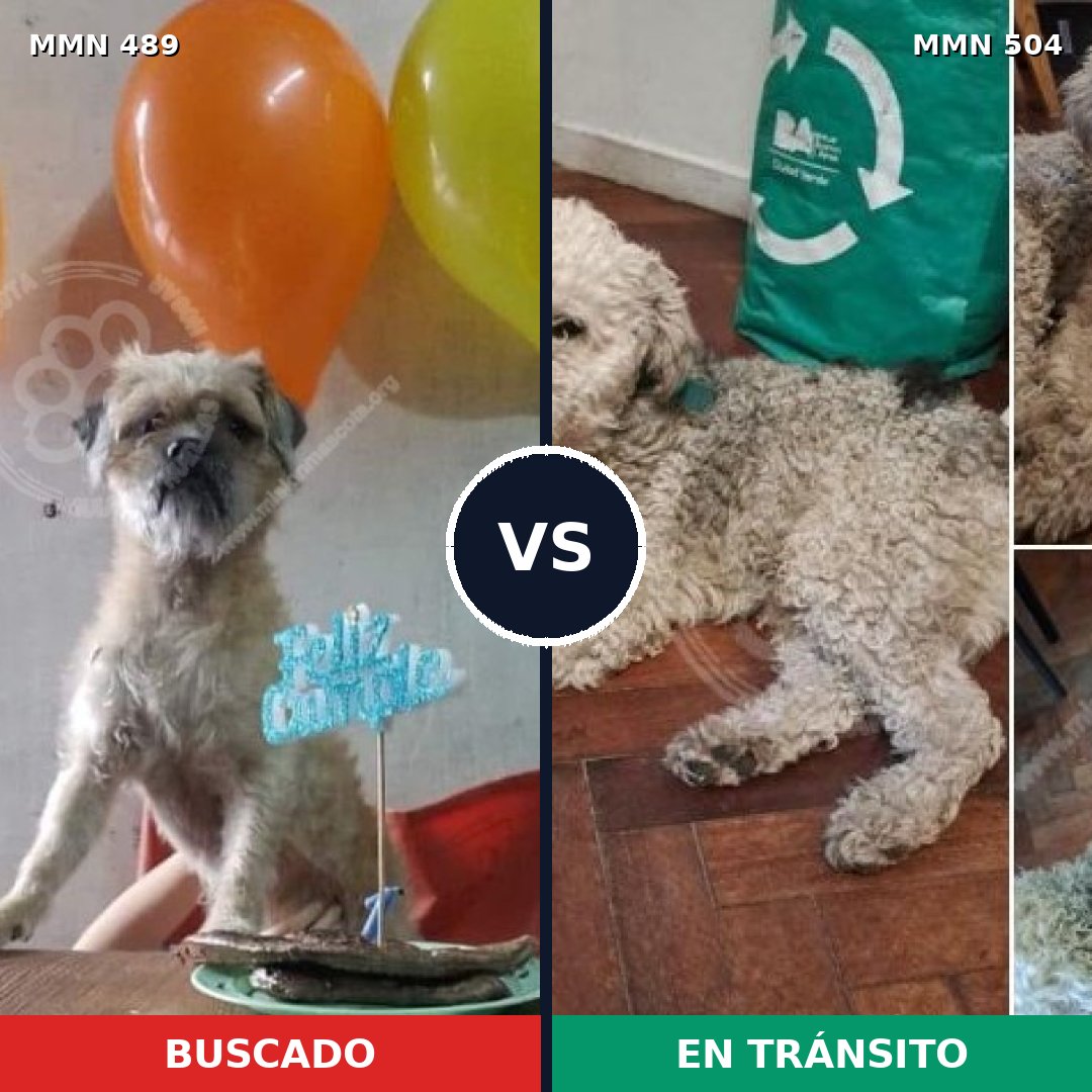 Comparativa MMS 8515: mascota perdida y mascota encontrada, 64% de similitud