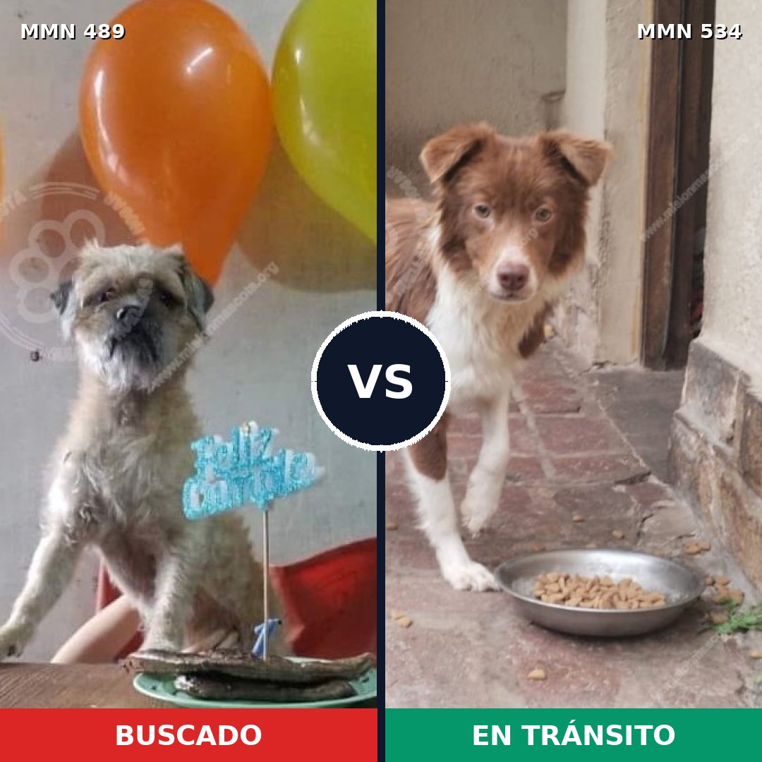 Comparativa MMS 8517: mascota perdida y mascota encontrada, 59% de similitud