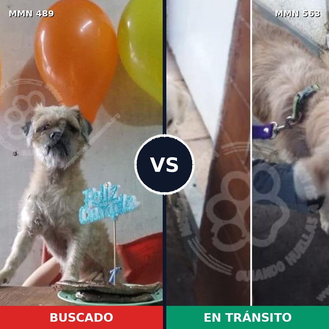 Comparativa MMS 8520: mascota perdida y mascota encontrada, 76% de similitud