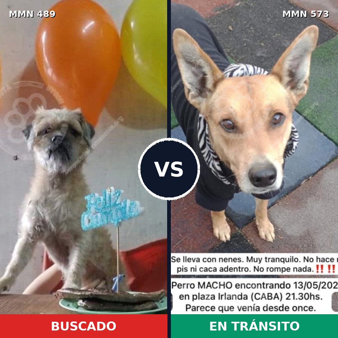 Comparativa MMS 8521: mascota perdida y mascota encontrada, 72% de similitud