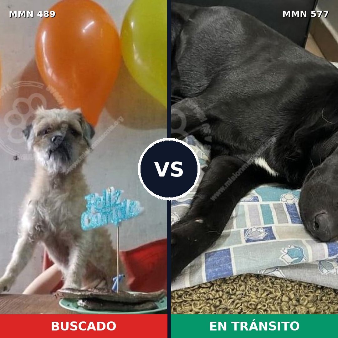 Comparativa MMS 8522: mascota perdida y mascota encontrada, 70% de similitud
