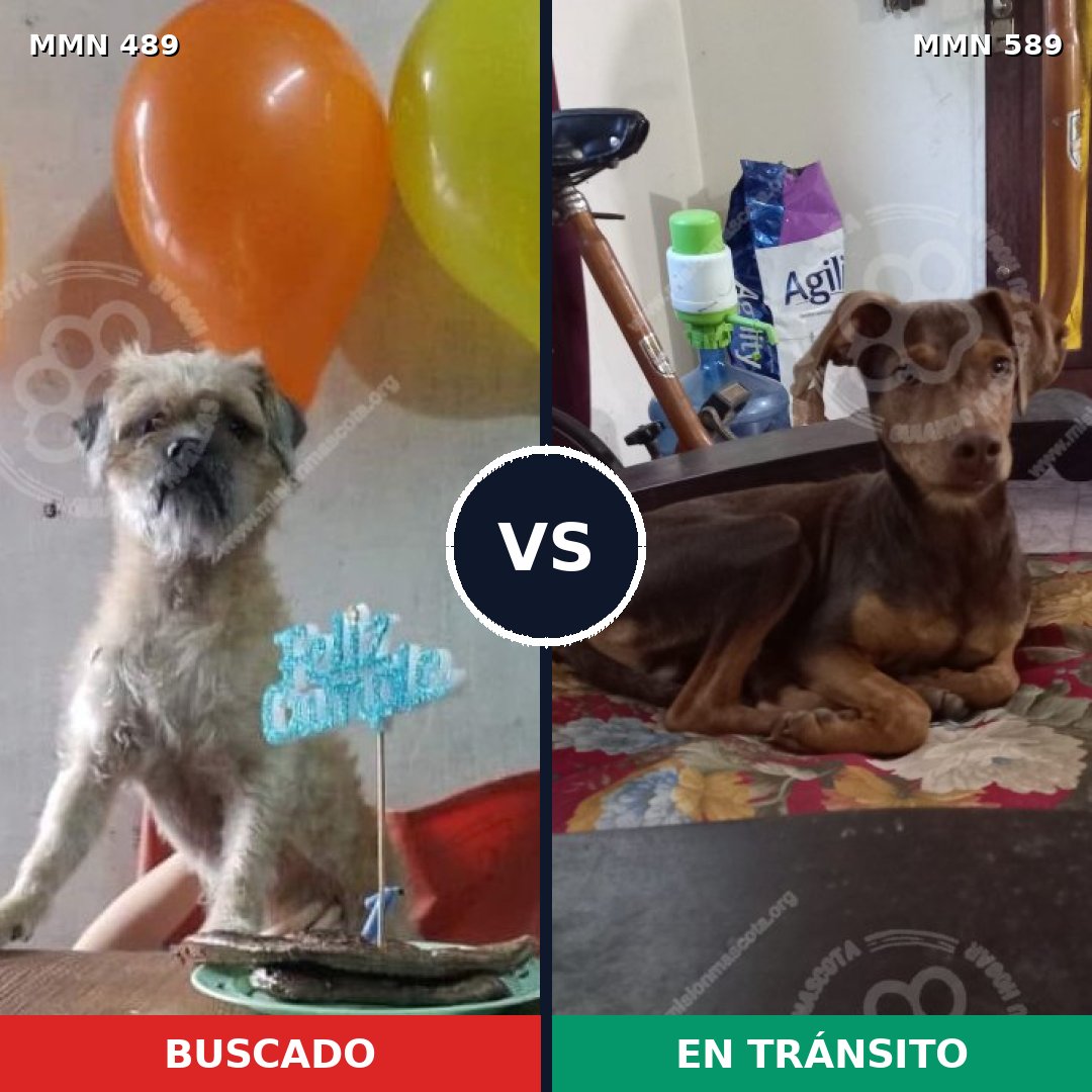 Comparativa MMS 8524: mascota perdida y mascota encontrada, 14% de similitud