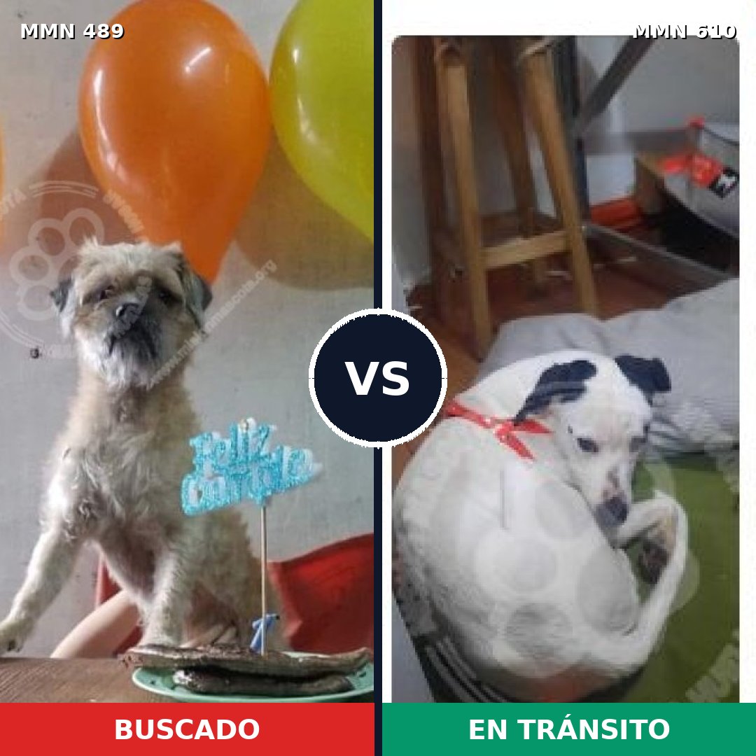 Comparativa MMS 8525: mascota perdida y mascota encontrada, 74% de similitud