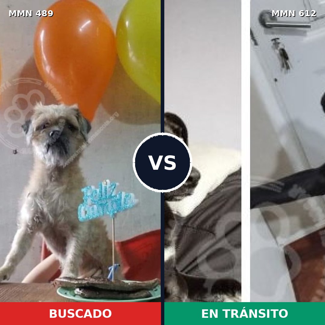 Comparativa MMS 8526: mascota perdida y mascota encontrada, 70% de similitud