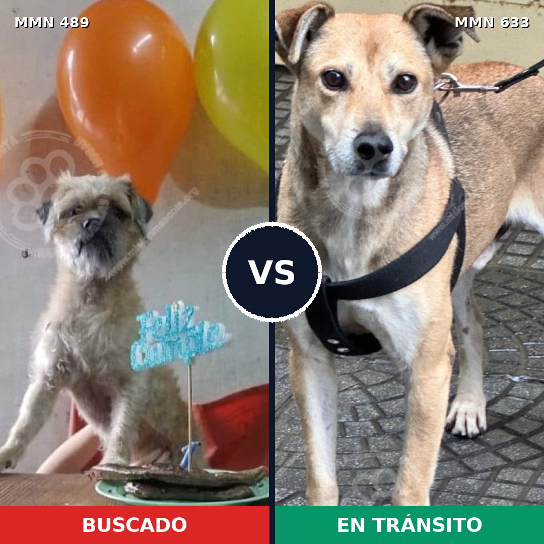 Comparativa MMS 8527: mascota perdida y mascota encontrada, 70% de similitud