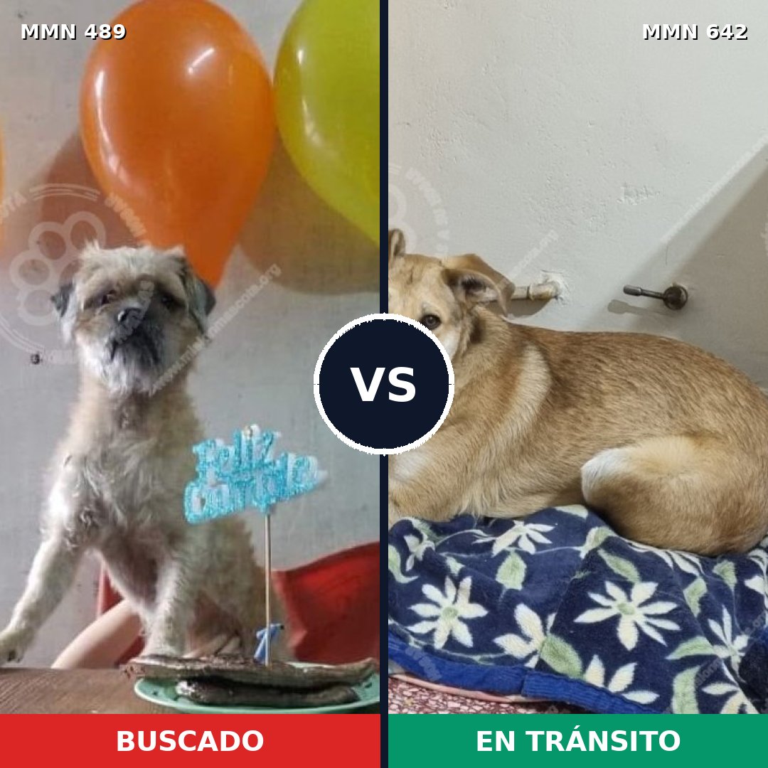 Comparativa MMS 8528: mascota perdida y mascota encontrada, 26% de similitud