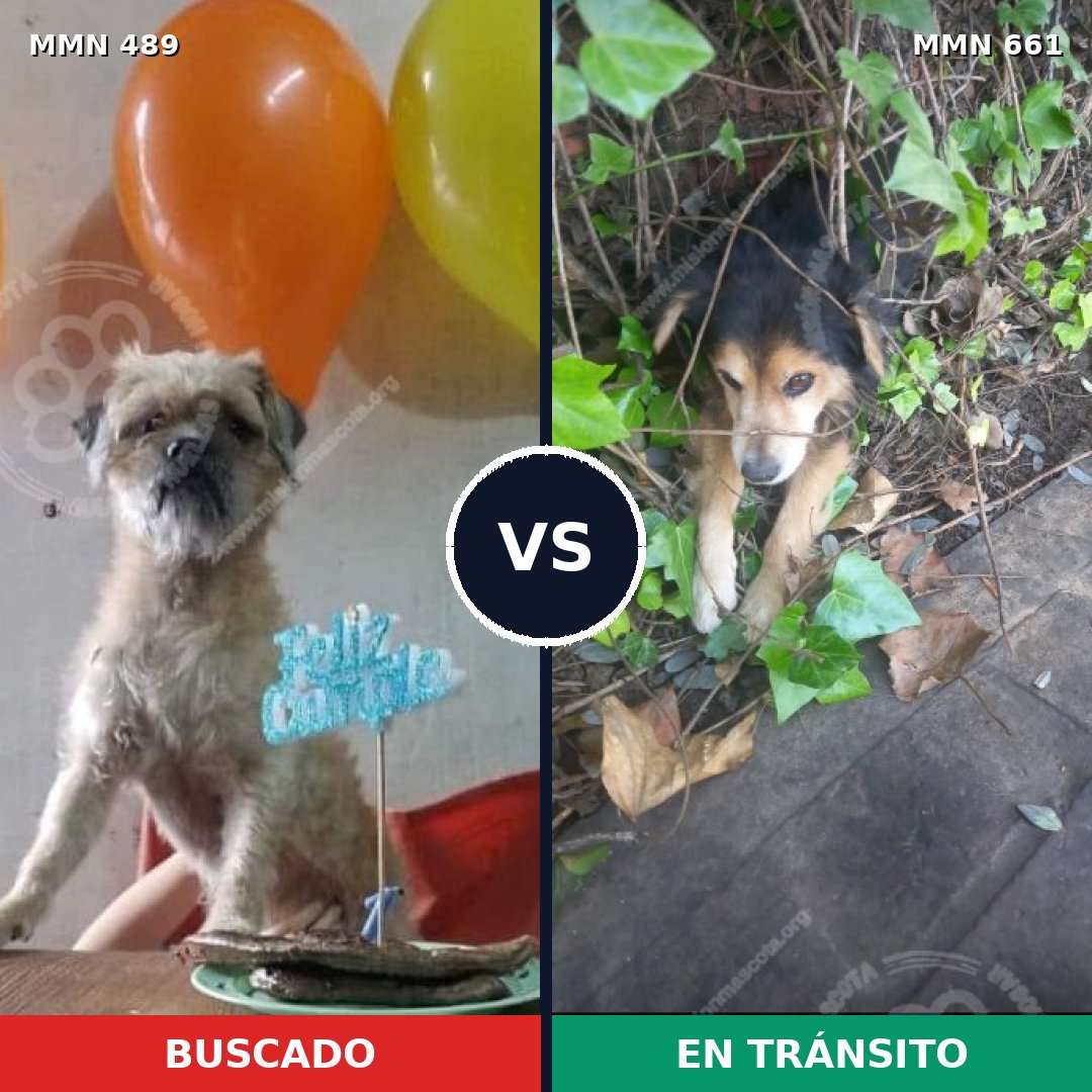 Comparativa MMS 8529: mascota perdida y mascota encontrada, 11% de similitud