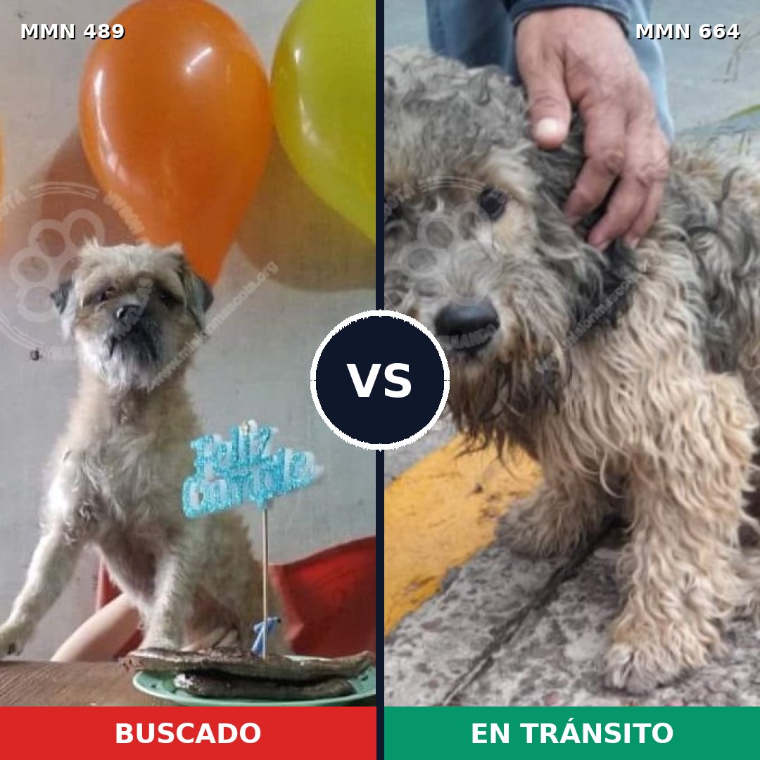Comparativa MMS 8530: mascota perdida y mascota encontrada, 70% de similitud