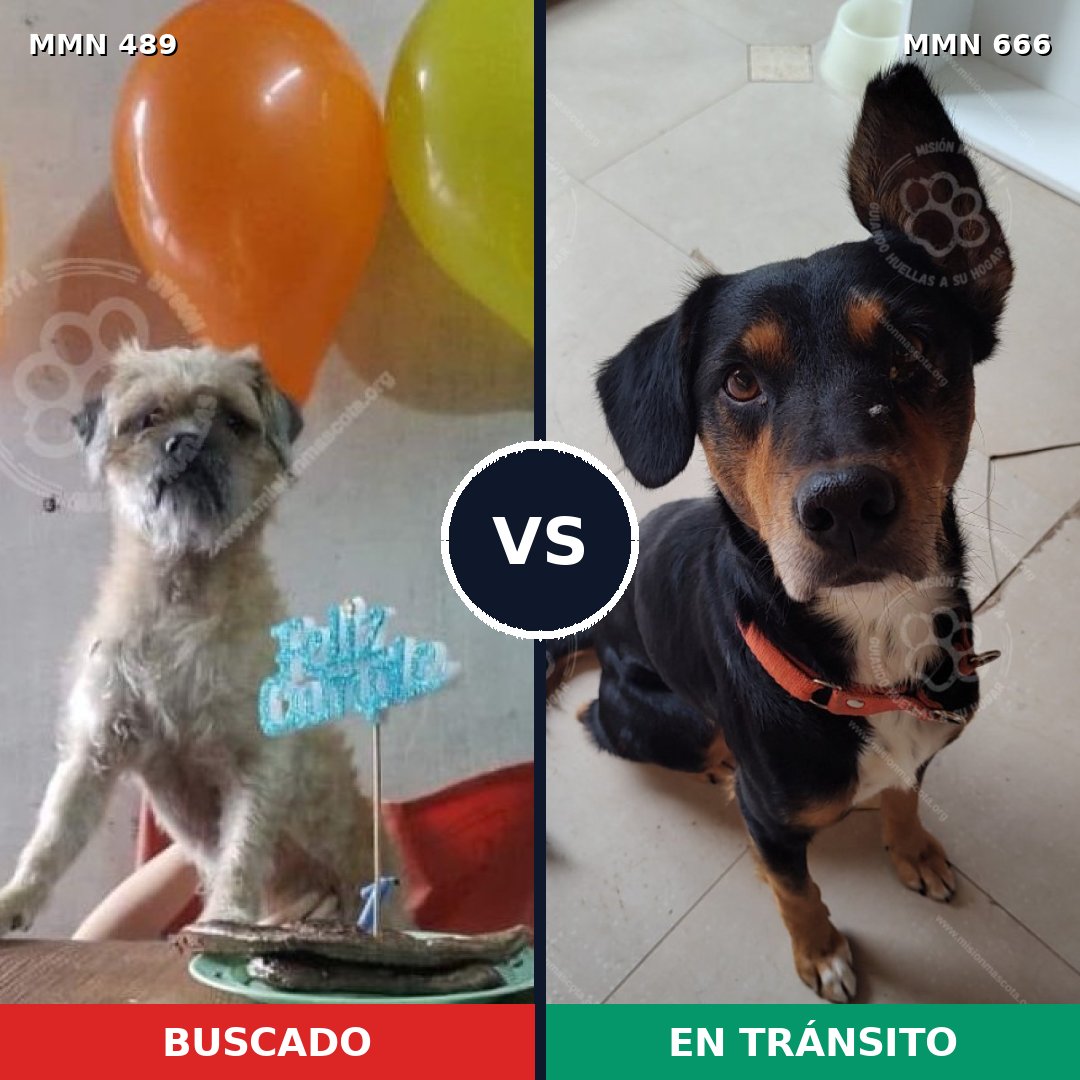 Comparativa MMS 8531: mascota perdida y mascota encontrada, 72% de similitud