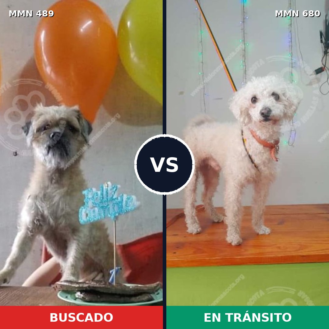 Comparativa MMS 8533: mascota perdida y mascota encontrada, 20% de similitud