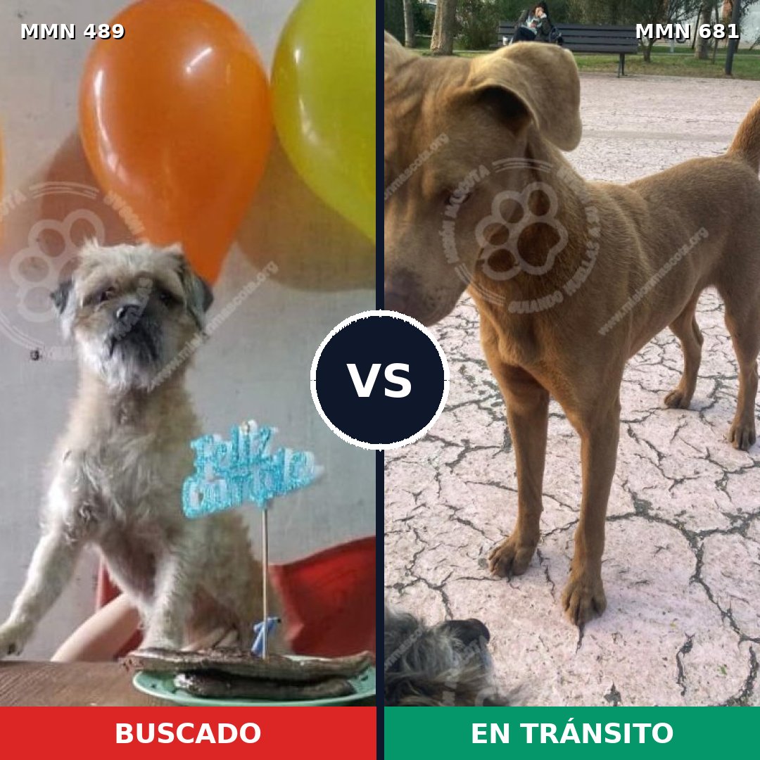 Comparativa MMS 8534: mascota perdida y mascota encontrada, 18% de similitud