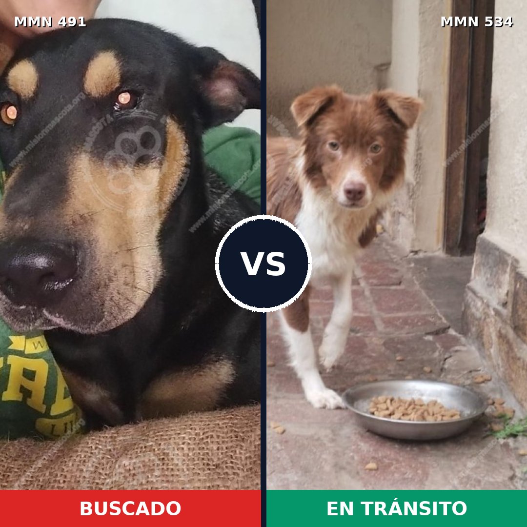 Comparativa MMS 8538: mascota perdida y mascota encontrada, 13% de similitud