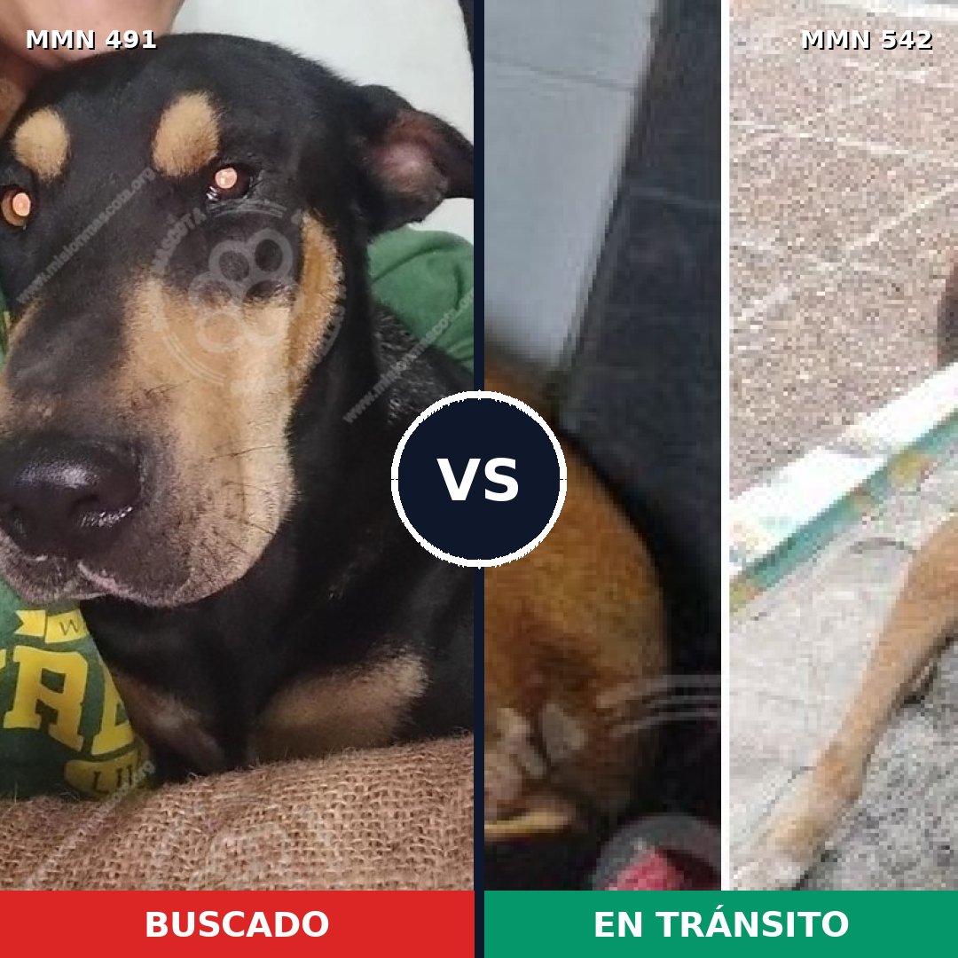 Comparativa MMS 8539: mascota perdida y mascota encontrada, 73% de similitud