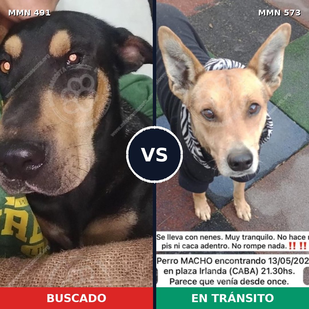 Comparativa MMS 8542: mascota perdida y mascota encontrada, 46% de similitud