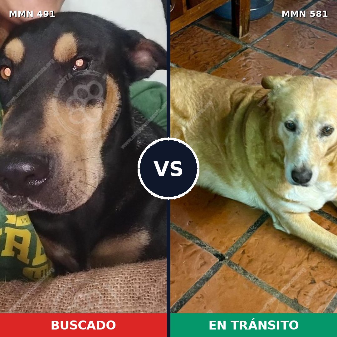 Comparativa MMS 8544: mascota perdida y mascota encontrada, 62% de similitud