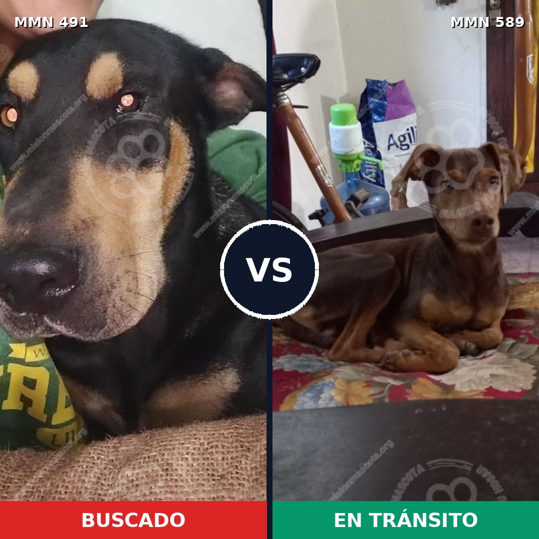 Comparativa MMS 8545: mascota perdida y mascota encontrada, 16% de similitud