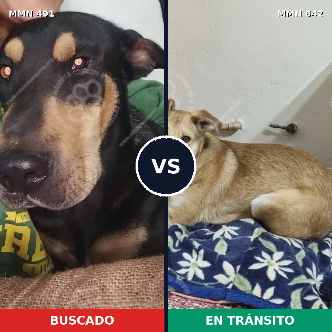 Comparativa MMS 8549: mascota perdida y mascota encontrada, 62% de similitud