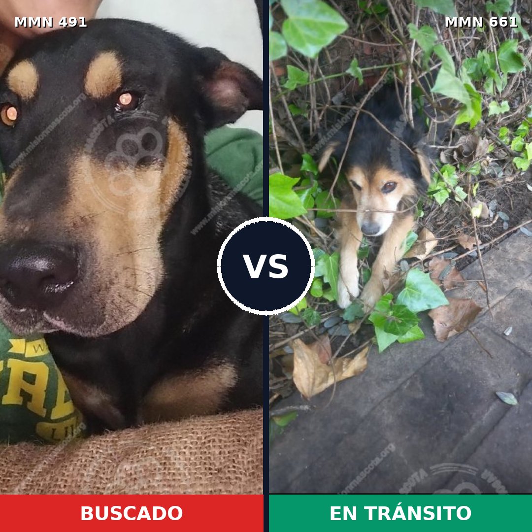 Comparativa MMS 8550: mascota perdida y mascota encontrada, 22% de similitud