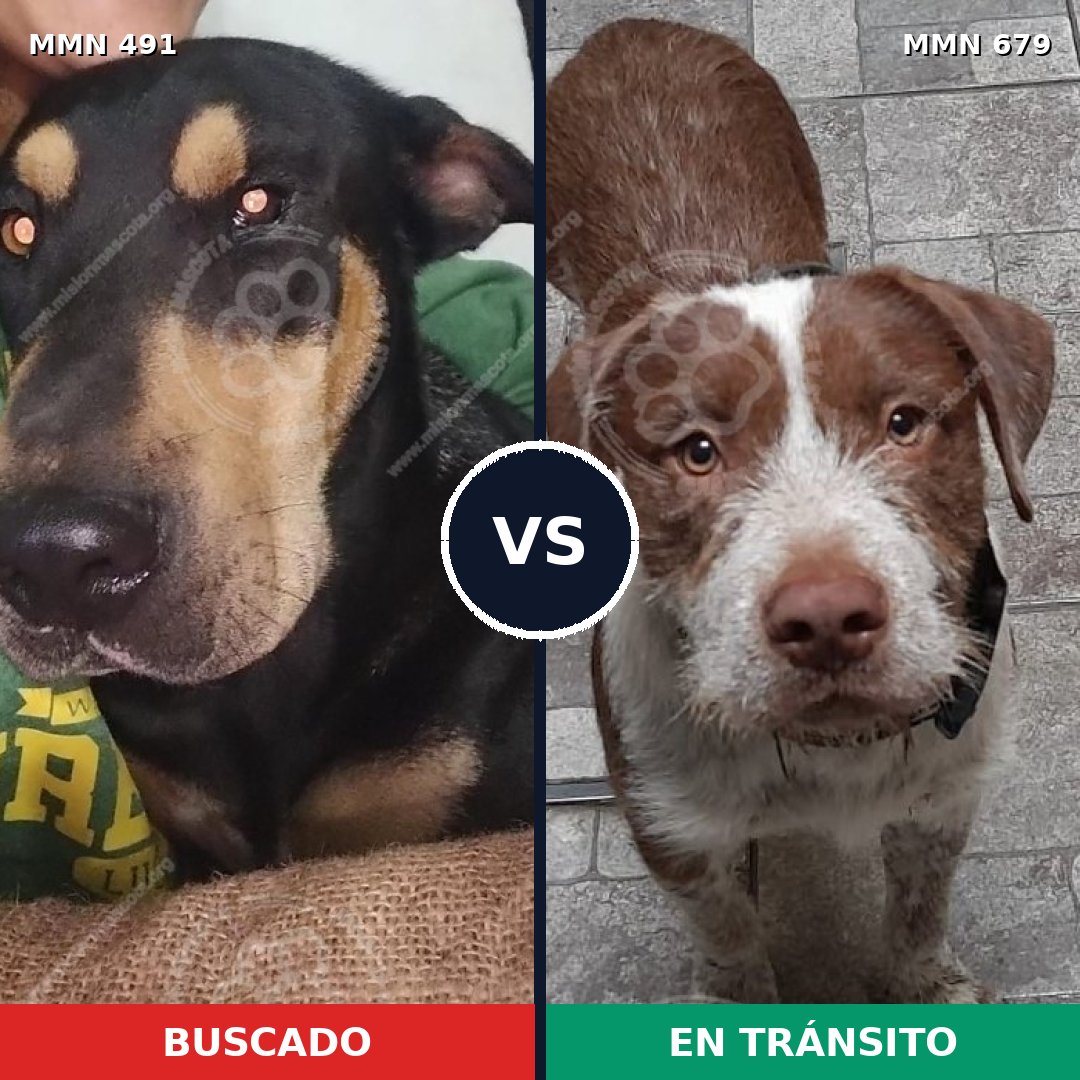 Comparativa MMS 8553: mascota perdida y mascota encontrada, 55% de similitud